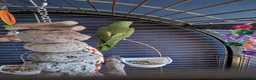 Parrots birds for sale: INDIAN RING NECK PARROT ( MALE ) - Advert 8