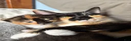 Domestic Shorthair cats for sale: 4 Beautiful kittens for sale in Glasgow - Advert 7