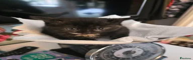 Ragdoll Kitten 3