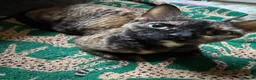 Devon Rex cats for sale:  GCCF registered  Devon Rex kittens available  in Leominster - Advert 12
