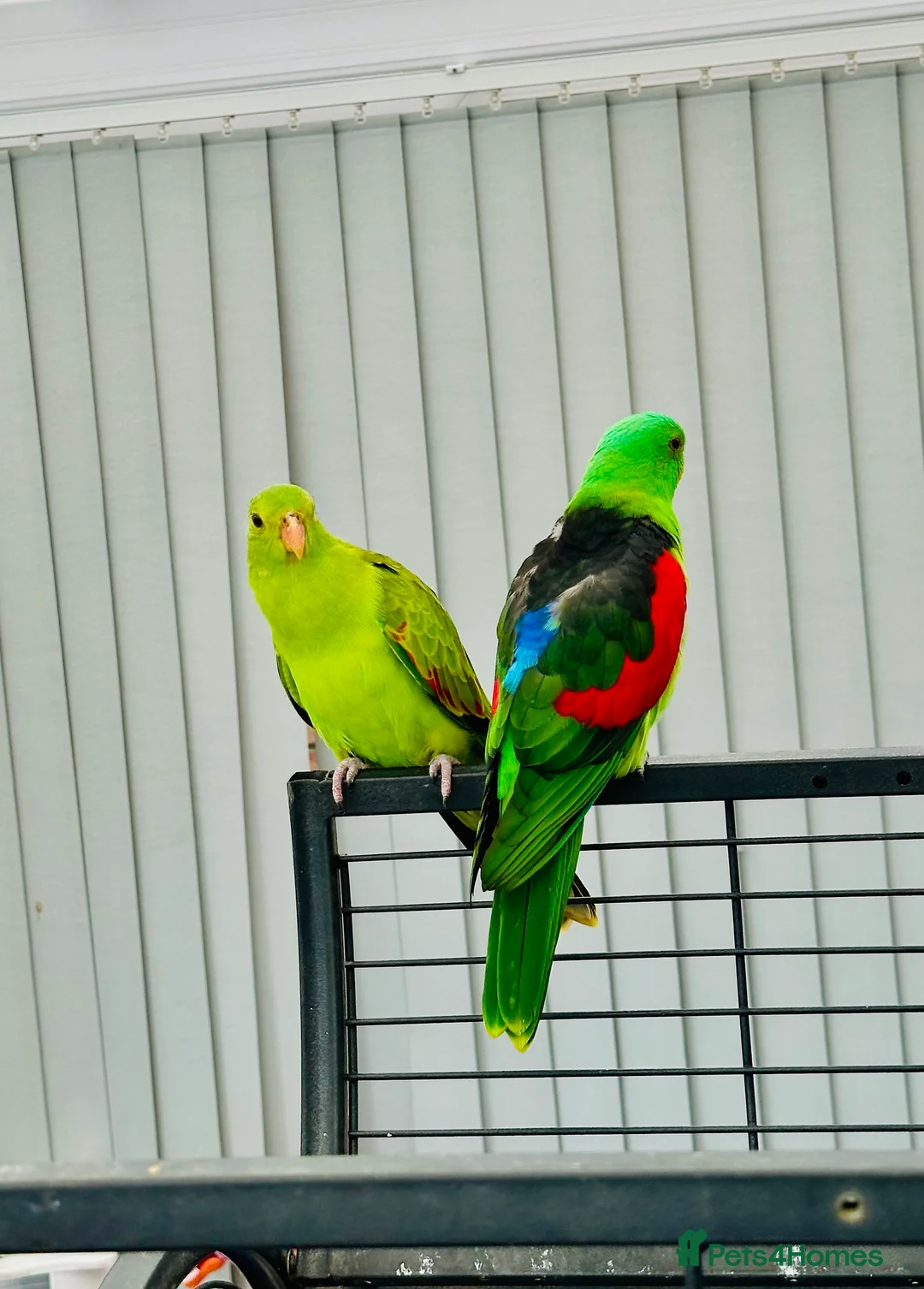 Parrots birds for sale: RARE Pair of Crimson Wing Parrots - Advert 1
