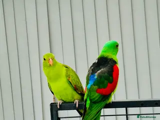 Parrots birds RARE Pair of Crimson Wing Parrots - Advert 1