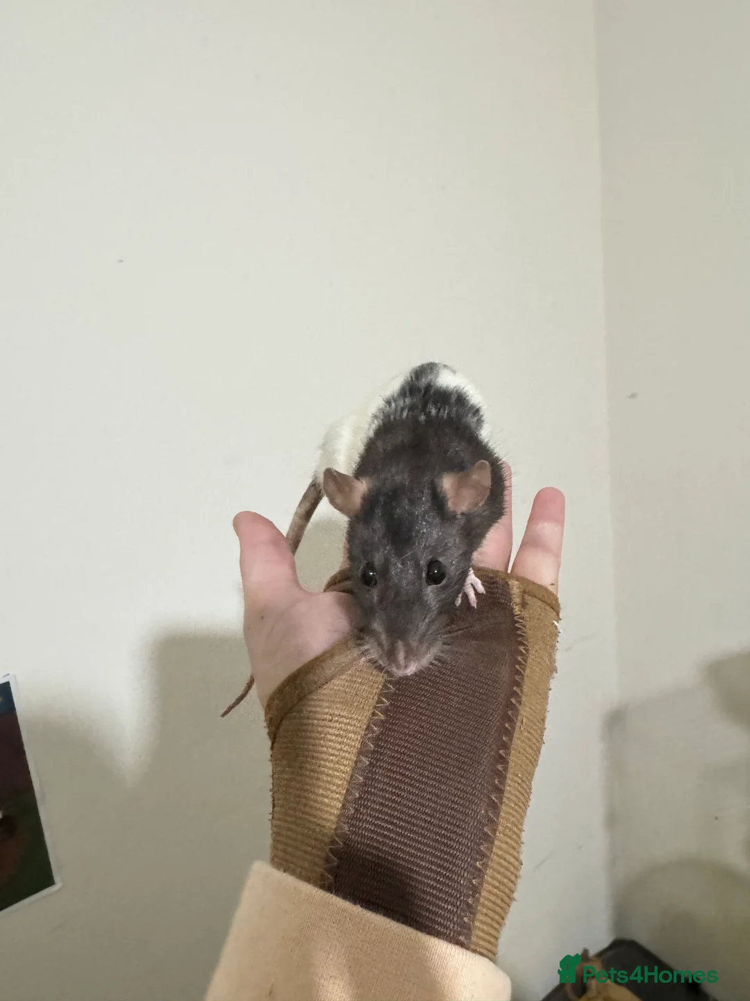 Rat rodents for sale: 3 Female rats and cage  - Advert 6