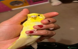 Budgerigars birds for sale: lovebird - Image 4