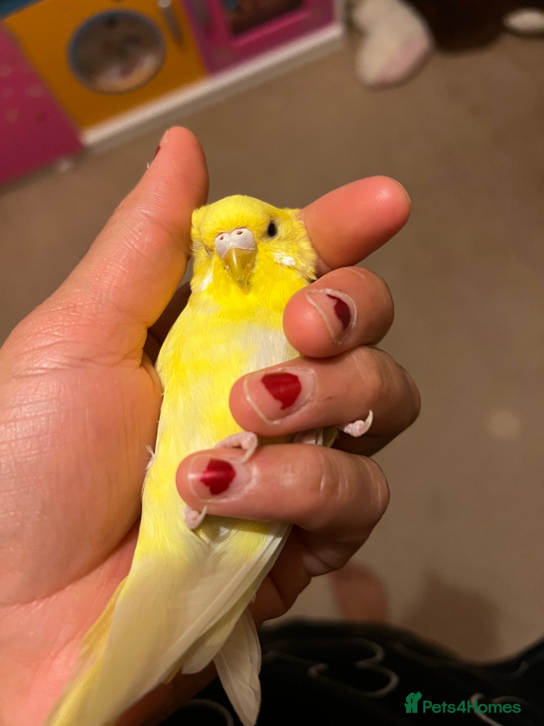 Budgerigars birds for sale: lovebird - Image 4