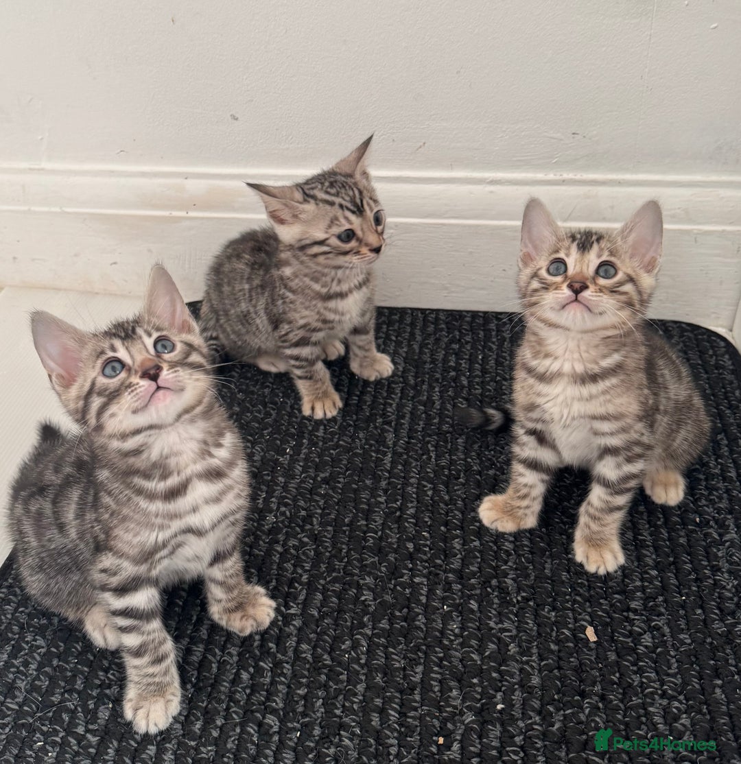 Bengal cats for sale: Stunning Silver Bengal Kittens 😻 - Image 29