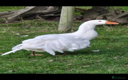 Geese poultry for sale: Sebastopol ganders - Image 2