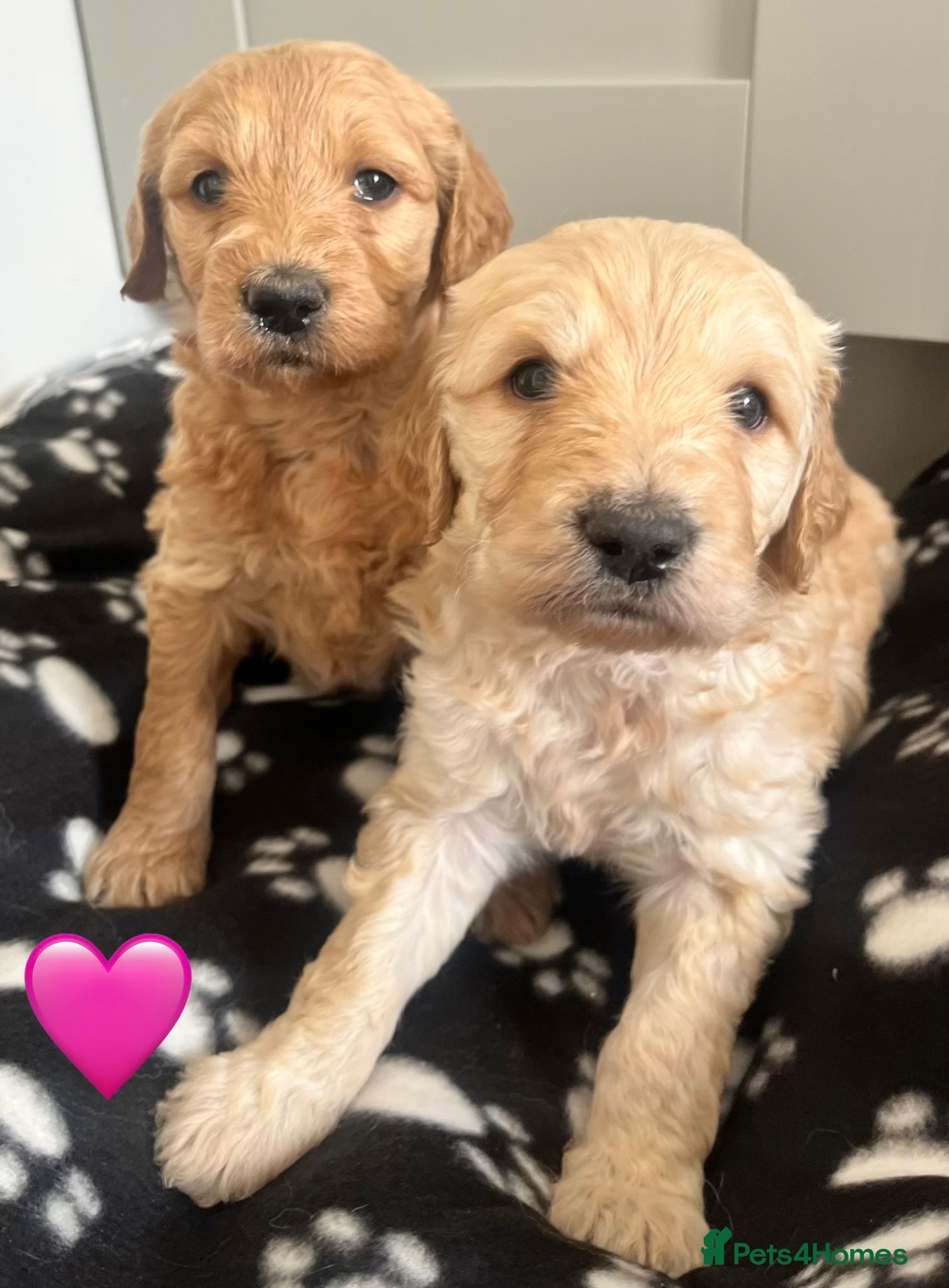 Goldendoodle dogs Stunning goldendoodle pups  - Advert 1