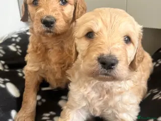 Goldendoodle dogs Stunning goldendoodle pups - Advert 1