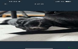 Mixed Breed dogs for sale: Our last girl for sale  - Image 4