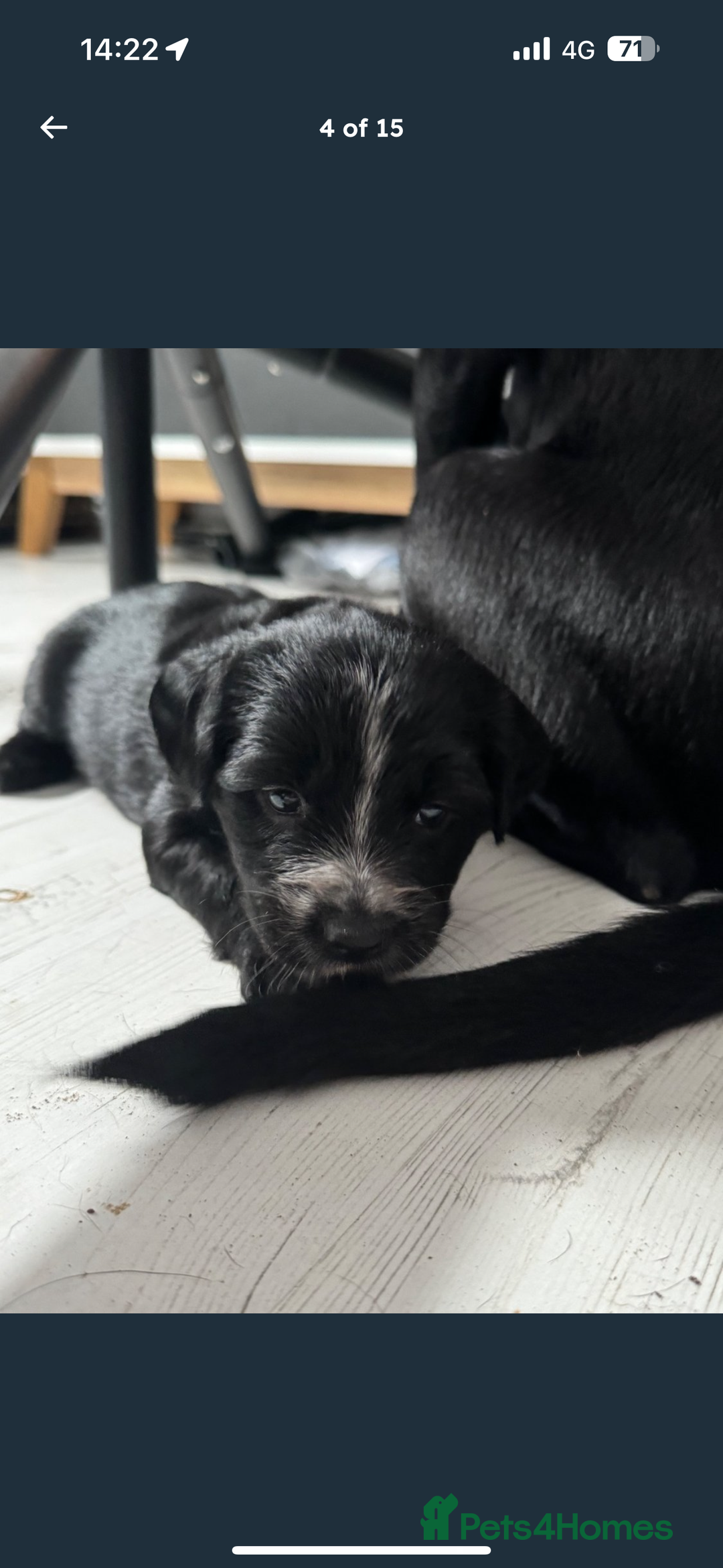 Mixed Breed dogs for sale: Our last girl for sale  - Image 4