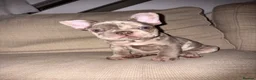 French Bulldog dogs for sale: Beautiful KC Registered Merle French Bulldog  - Advert 7