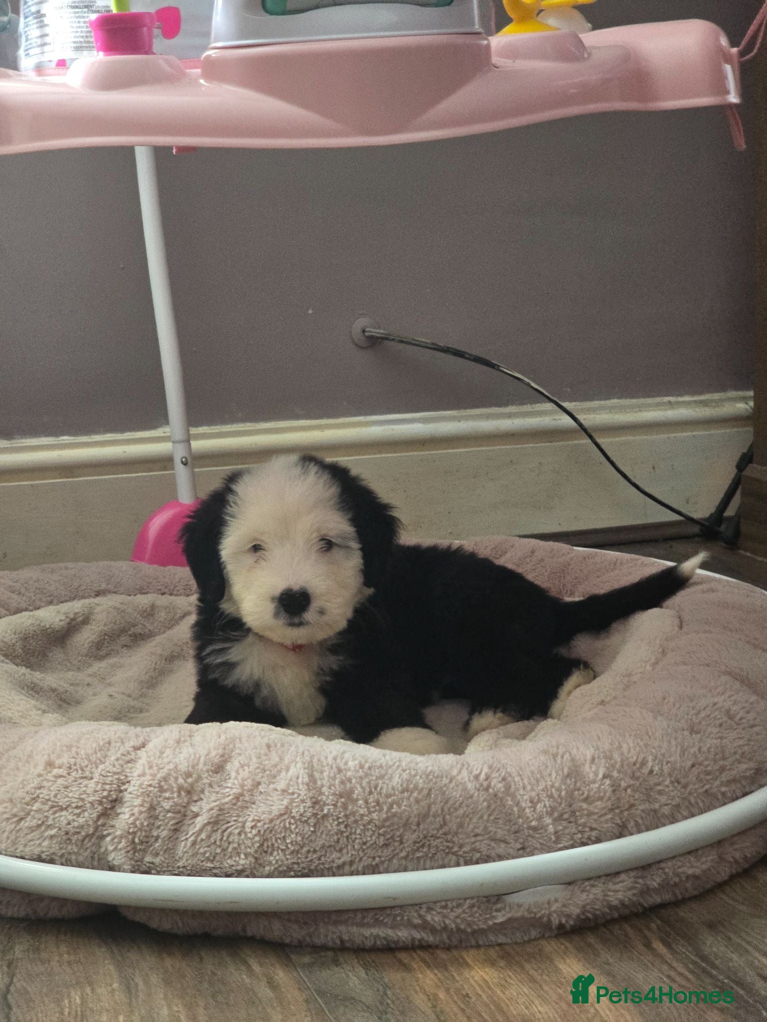 Old English Sheepdog dogs Old english sheepdog x bernese mountain last girl - Advert 7