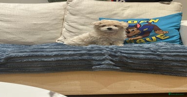 Maltipoo dogs - Advert 7