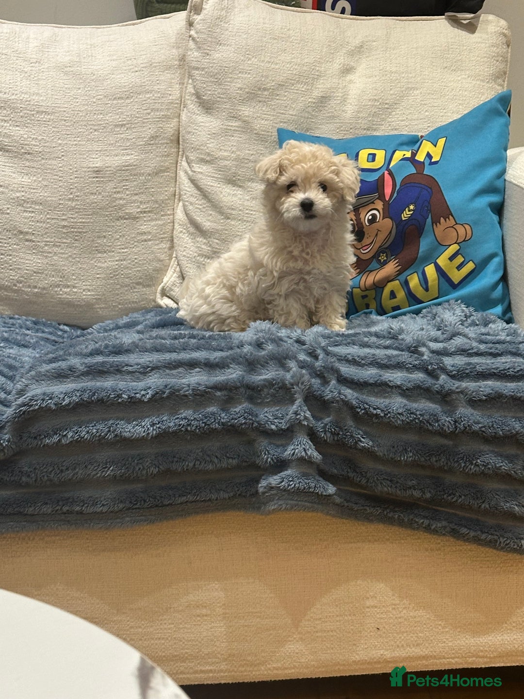 Maltipoo dogs for sale: 8 Week Maltipoo Puppy - Image 3