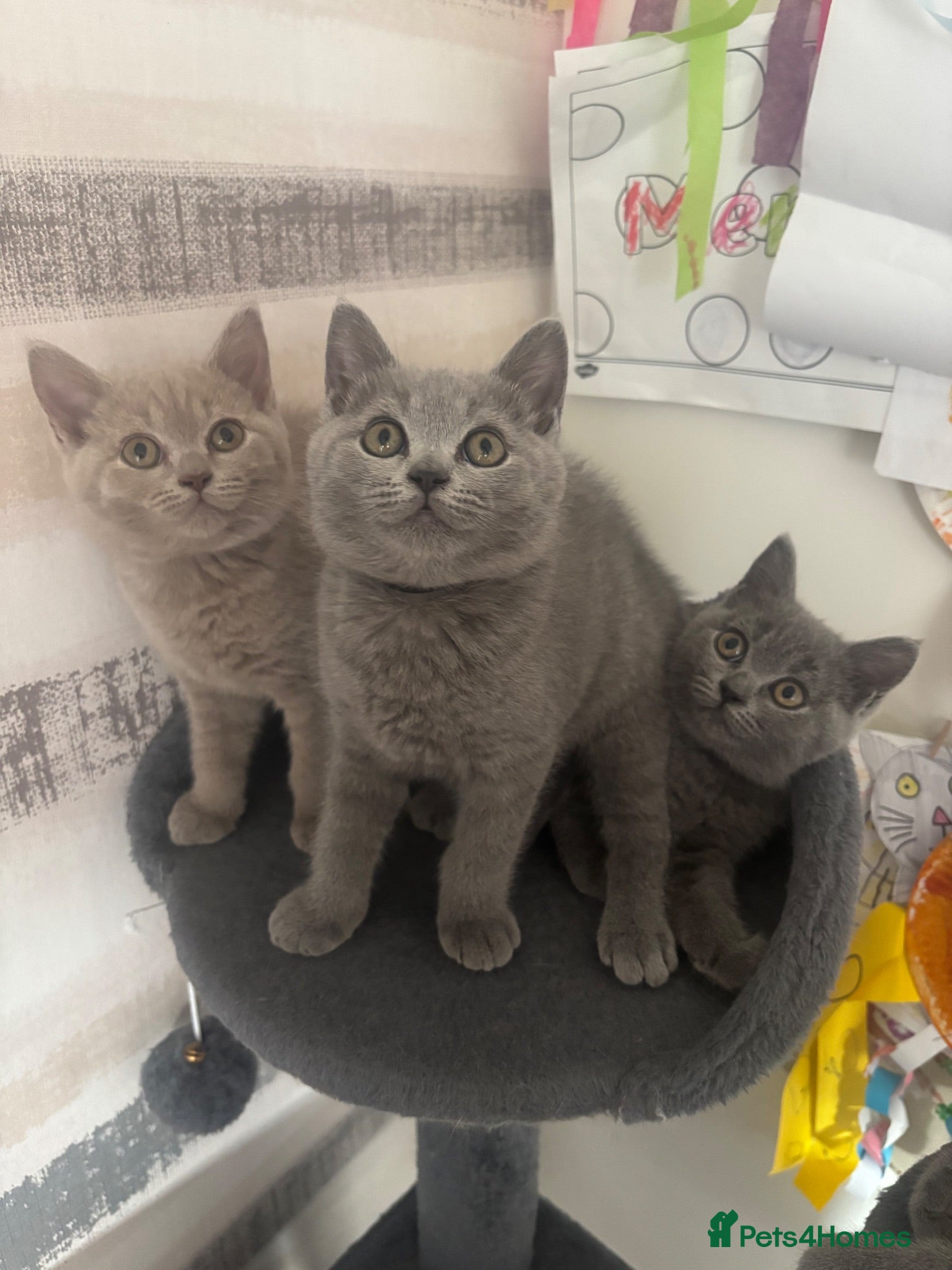 British Shorthair cats READY British Blue & Lilac Shorthair Kittens - Advert 1