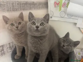 British Shorthair cats READY British Blue & Lilac Shorthair Kittens - Advert 1