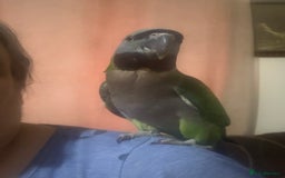 Parrots birds for sale: Handreared Derbyran parrot - Image 12