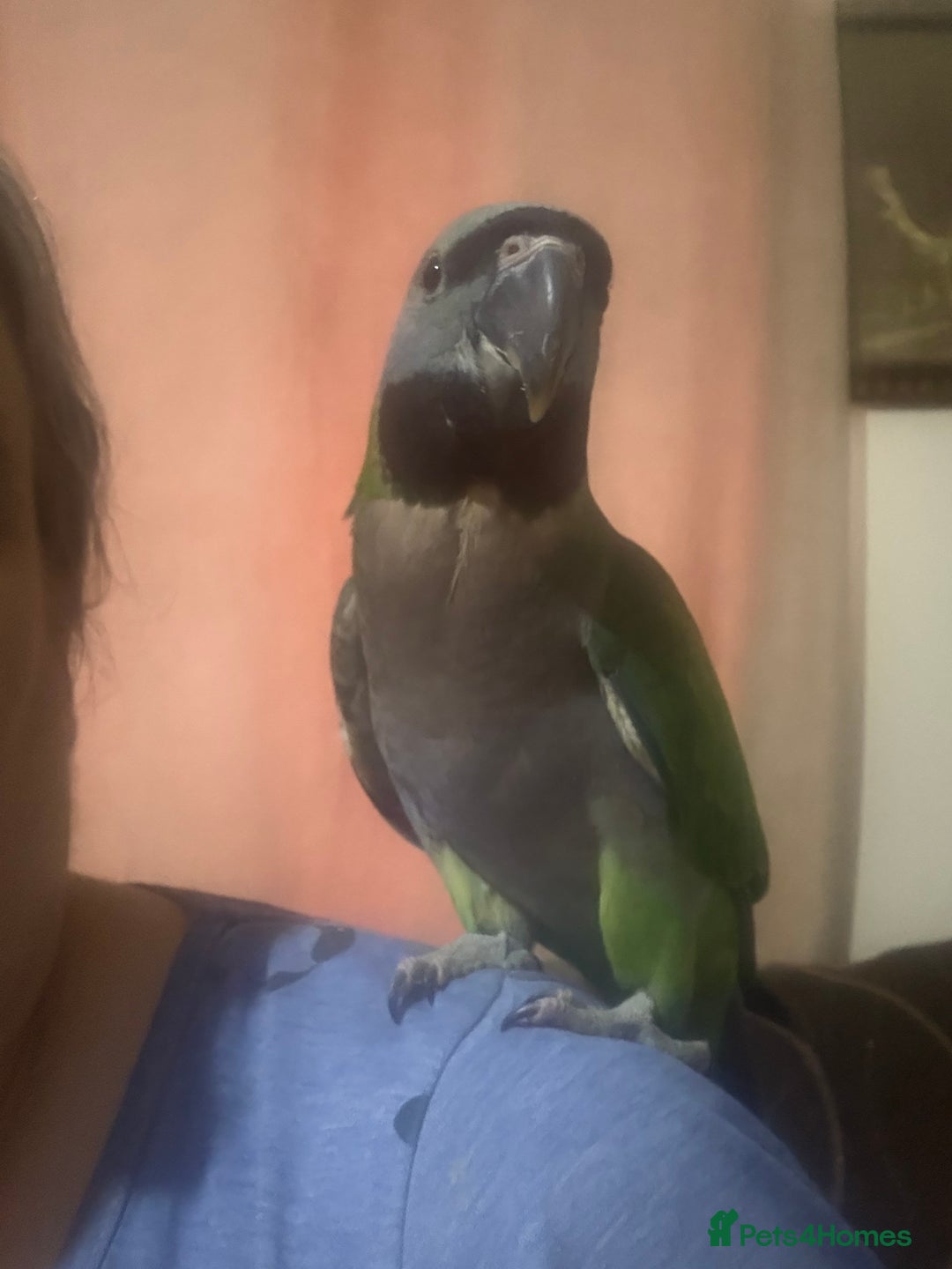 Parrots birds for sale: Handreared Derbyran parrot - Image 12
