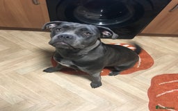 Mixed Breed dogs for sale: Cain corso cross  - Image 4