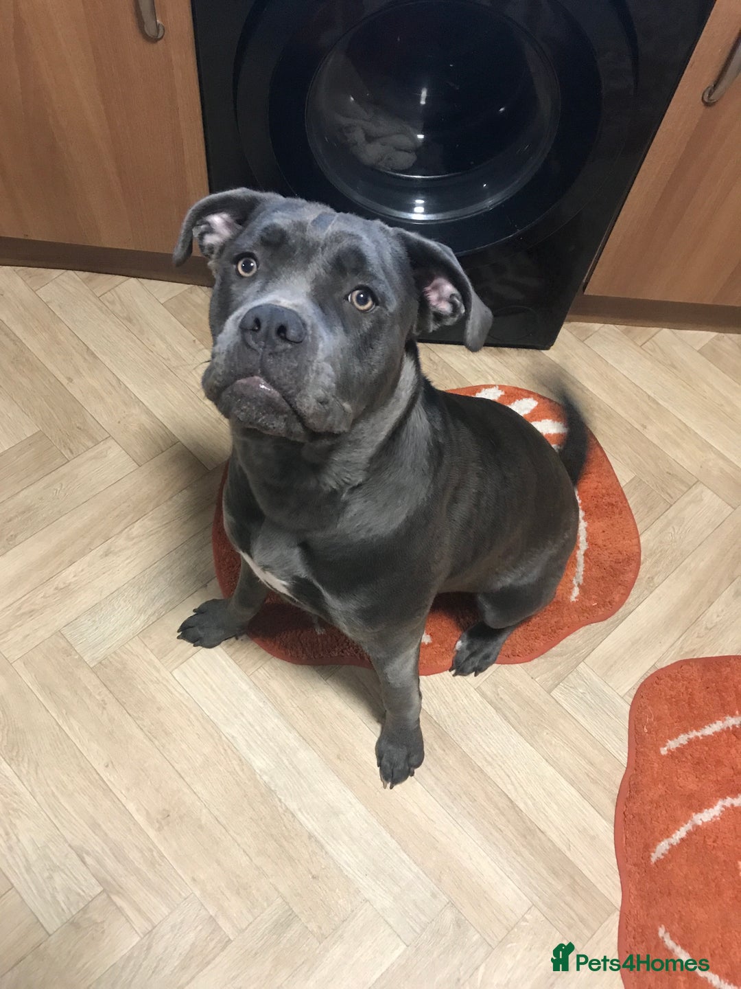 Mixed Breed dogs for sale: Cain corso cross  - Image 4