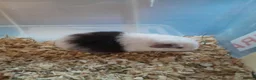 Guinea Pig rodents for sale: Baby Teddy boys and girls - Advert 4