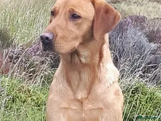 Labrador Retriever dogs Fox red kc Labrador puppies 4 remaining ready now - Advert 1