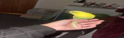 Budgerigars birds for sale: Budgies for sale in Chesham - Advert 2