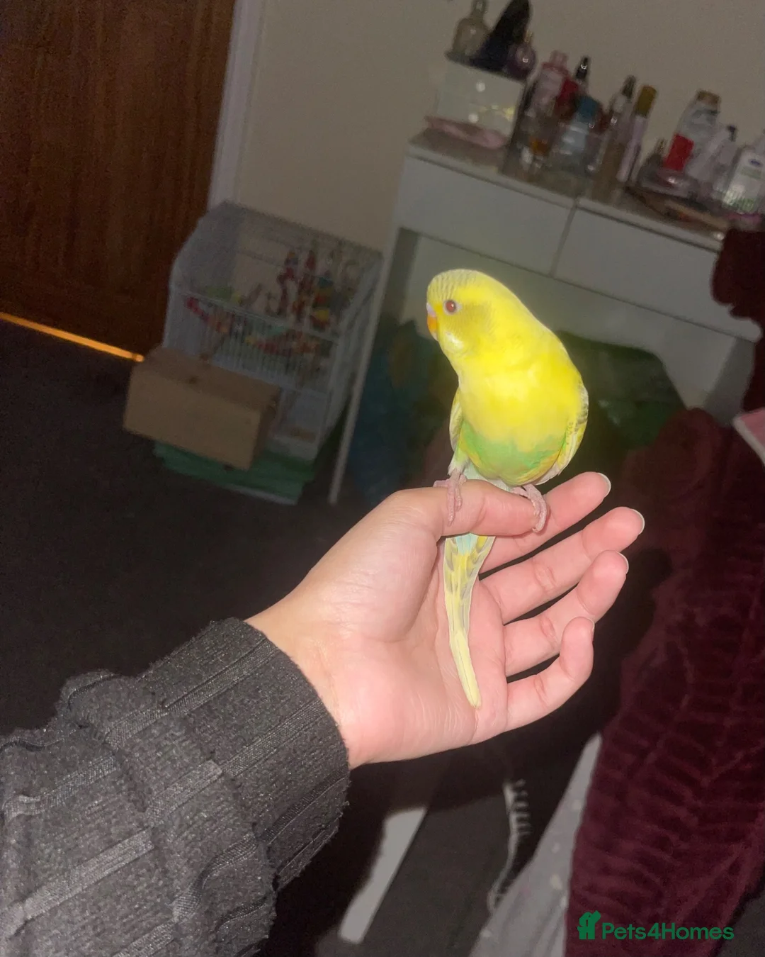 Budgerigars birds for sale: Budgies for sale in Chesham - Advert 2