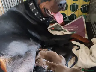 Dobermann dogs Adorable Doberman puppies - Advert 2