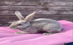 Rex rabbits for sale: Female & Male Mini Rex rabbits  - Image 4
