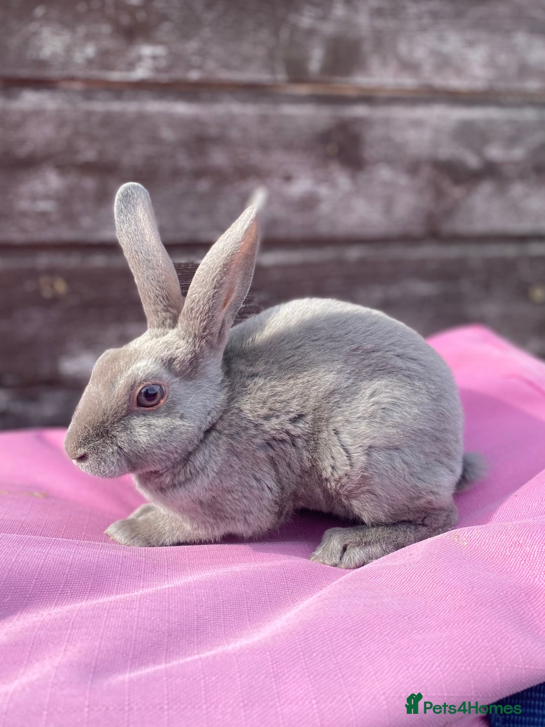 Rex rabbits for sale: Female & Male Mini Rex rabbits  - Image 4