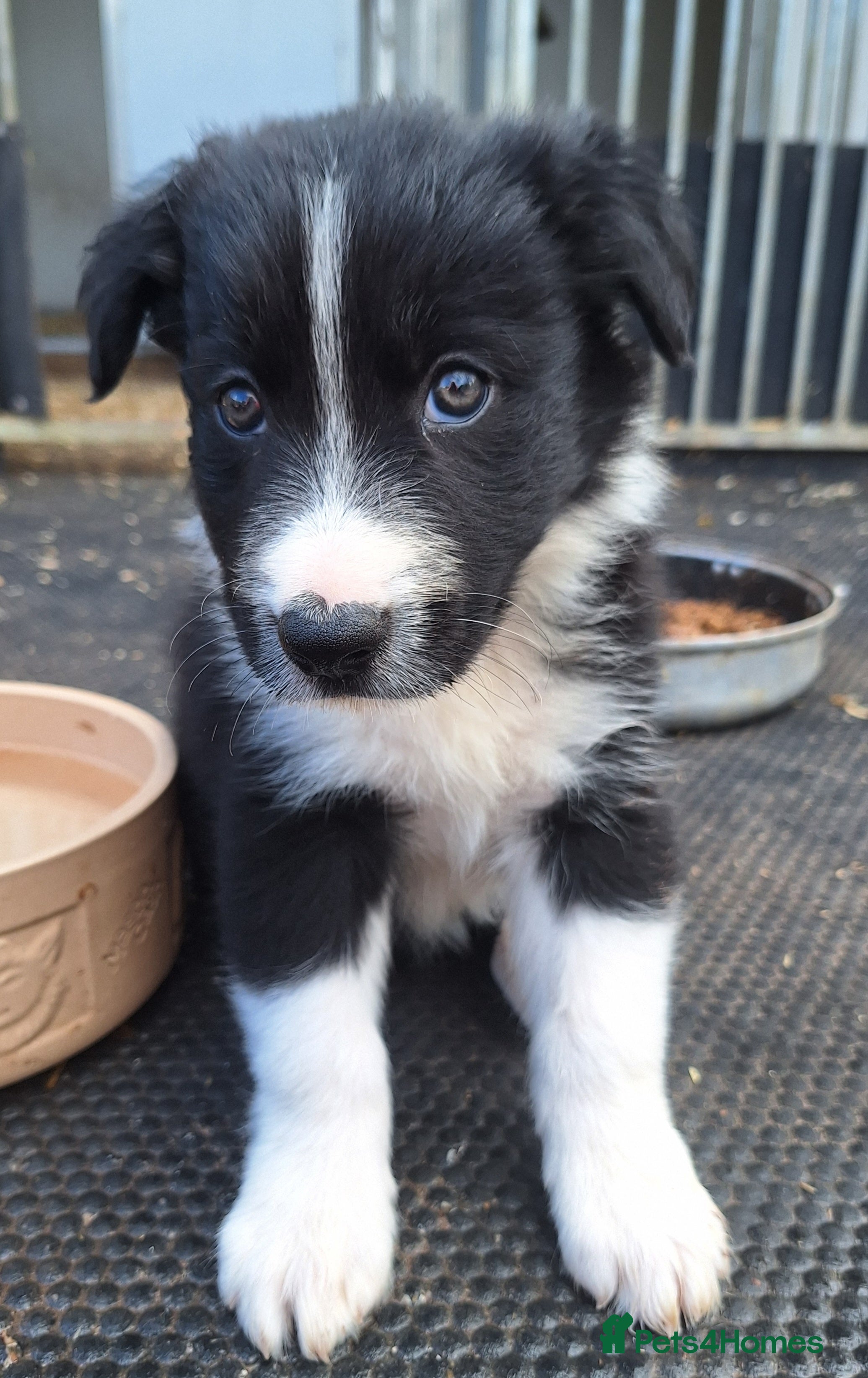 Border Collie dogs READY NOW!! Last beautiful fluffy boy left.  - Advert 1