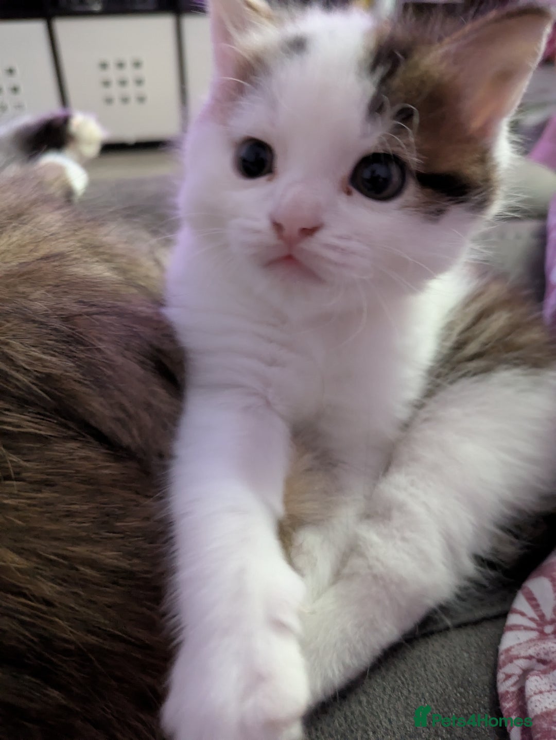 Siberian cats for sale: Unique Female Siberian Kitten - Image 3