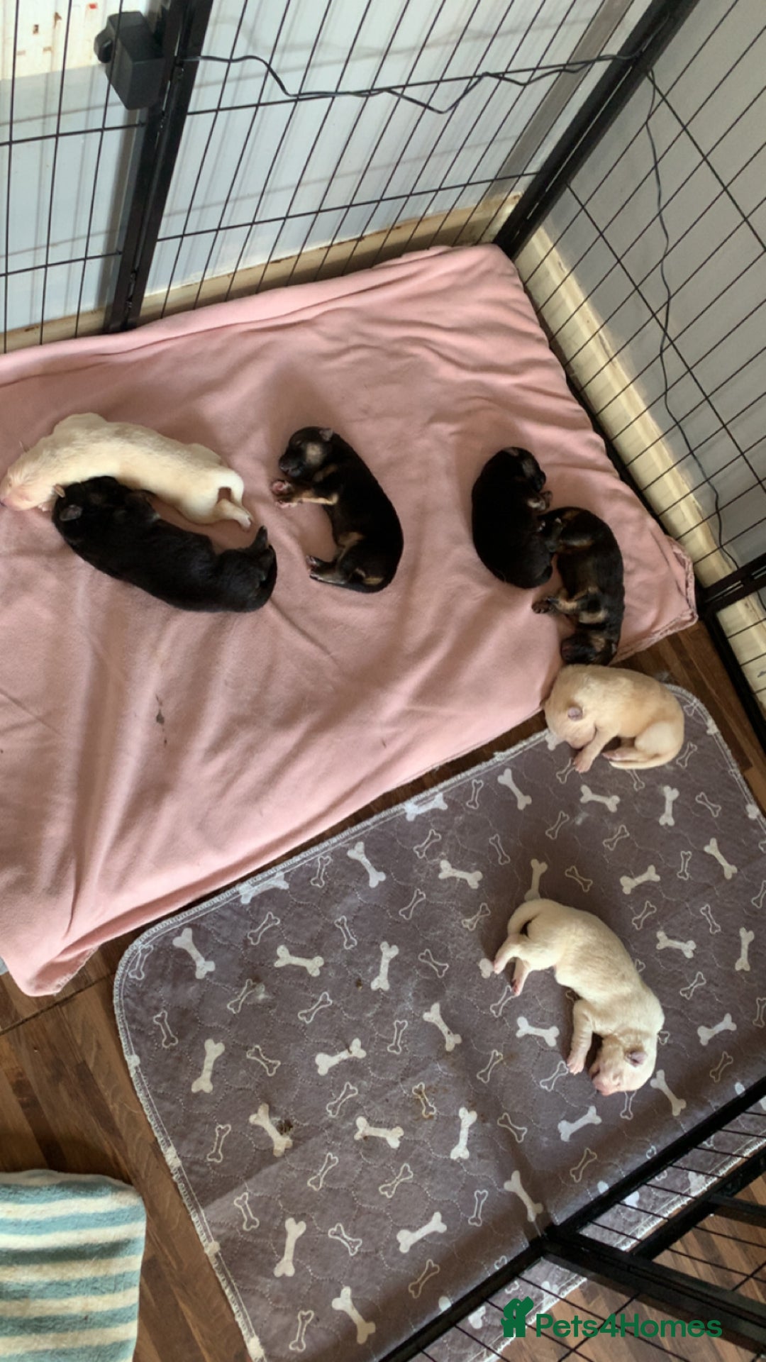 German Shepherd dogs for sale: Stunning litter of German shepherds  - Image 7