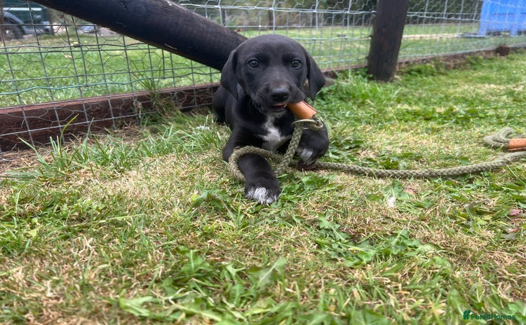 Lurcher dogs - Advert 10