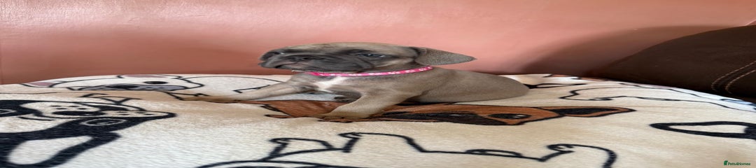 French Bulldog Puppy 1