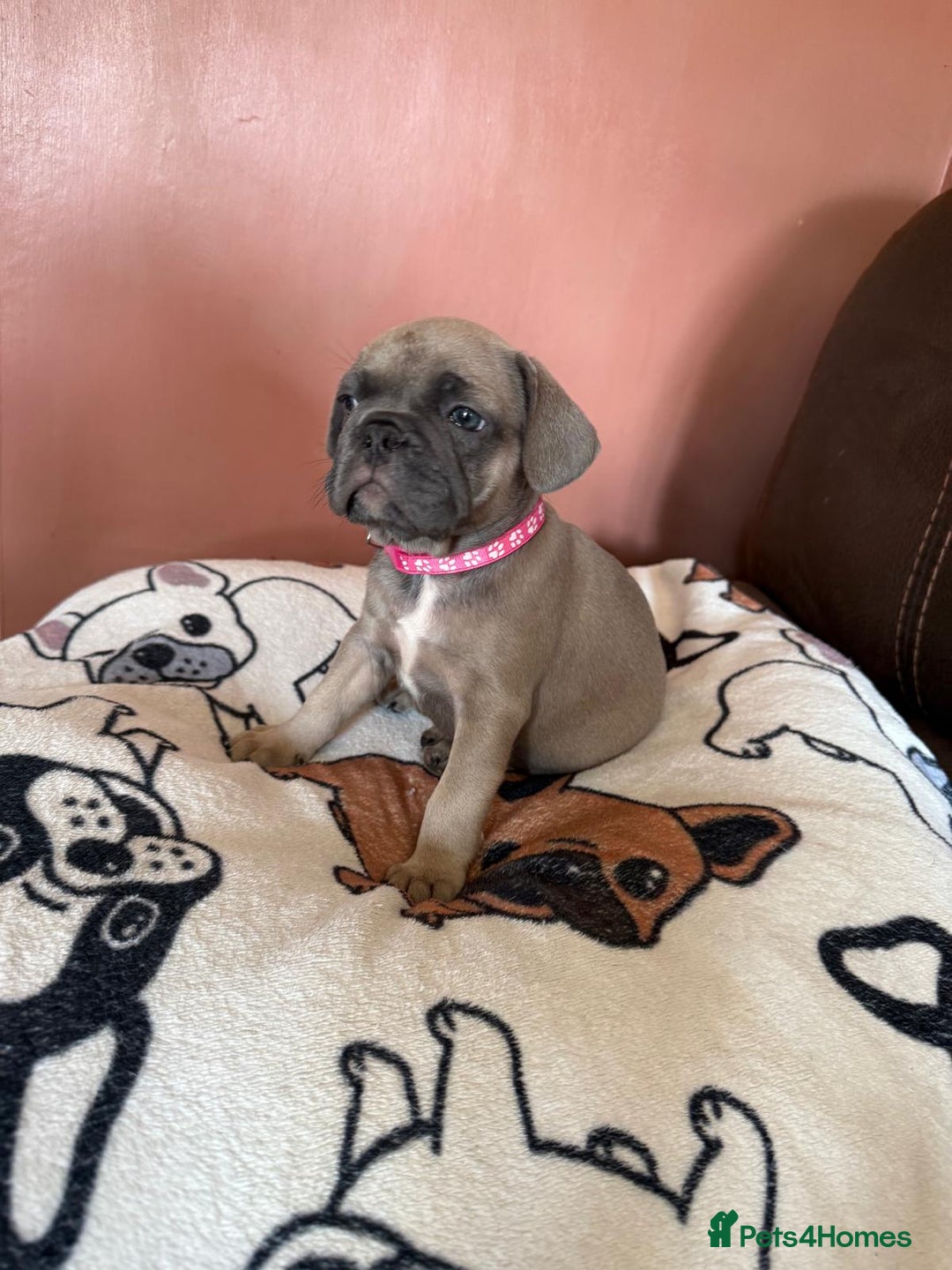 French Bulldog dogs for sale: 5 beautiful healthy French bulldogs. - Image 7
