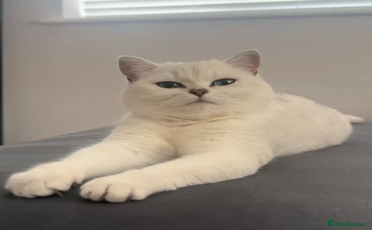 British Shorthair cats - Advert 1