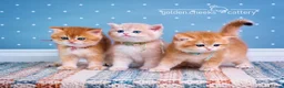 British Shorthair cats for sale: British Shorthairs - Raised with Love and Care ❤️ - Advert 9