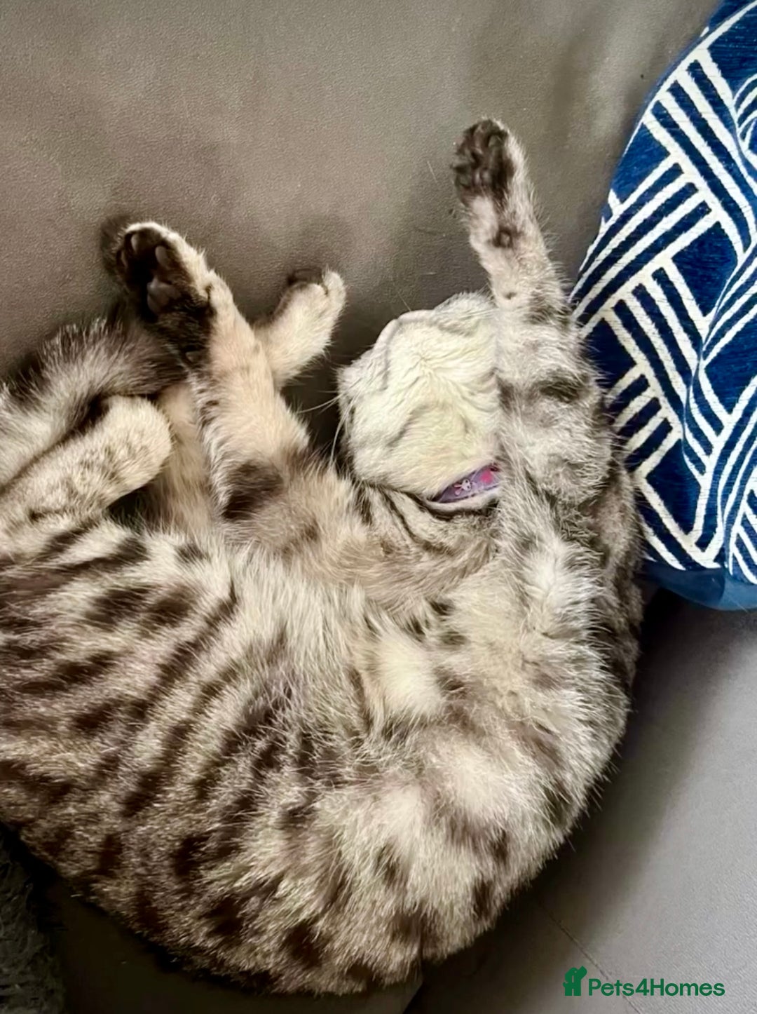 British Shorthair cats for sale: Sweet Lyla: Your New Best Friend!💖 - Image 2
