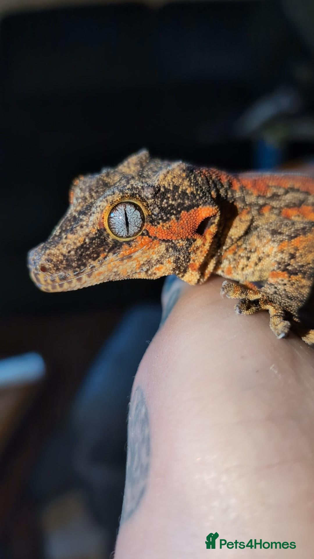 Mixed Breed reptiles Various reptiles looking for new homes  - Advert 1