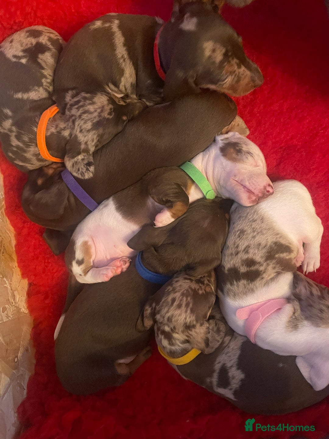 Dachshund dogs for sale: Dachshund puppies - Advert 6