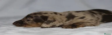 Dachshund Puppy 1