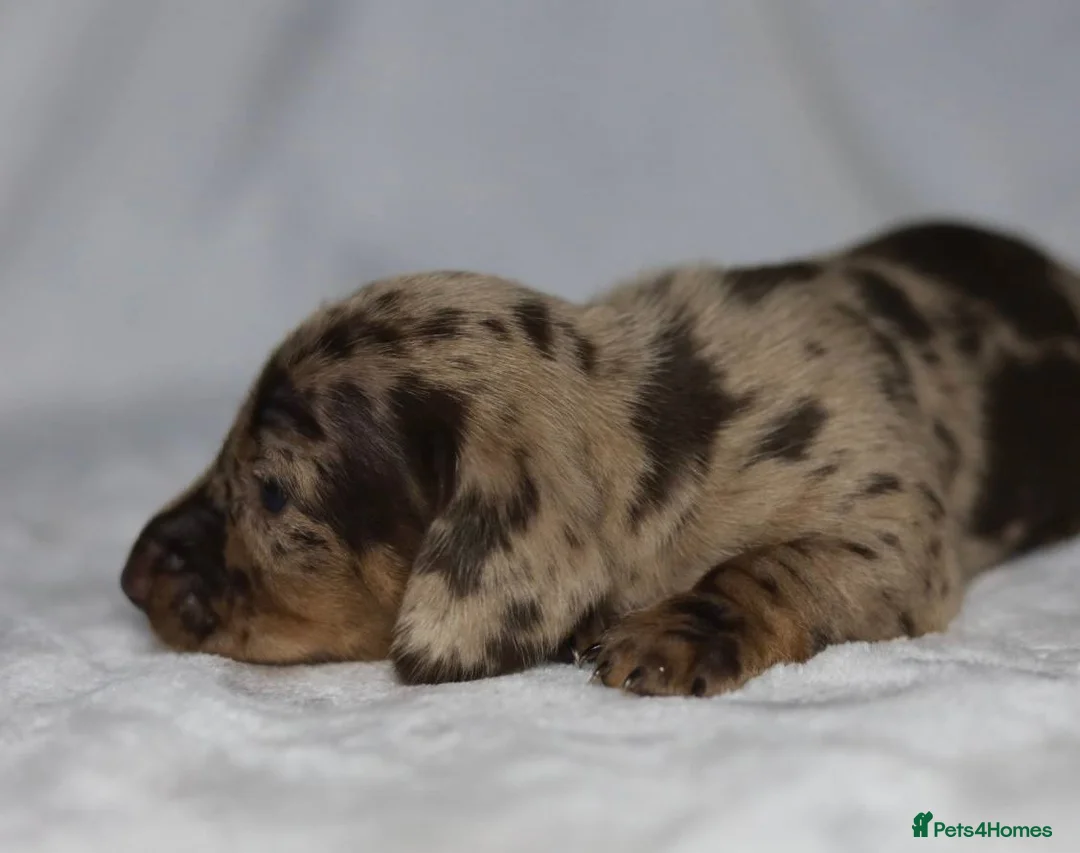 Dachshund dogs for sale: Pra clear KC REG MINIATURE Dachshund puppies  - Advert 6