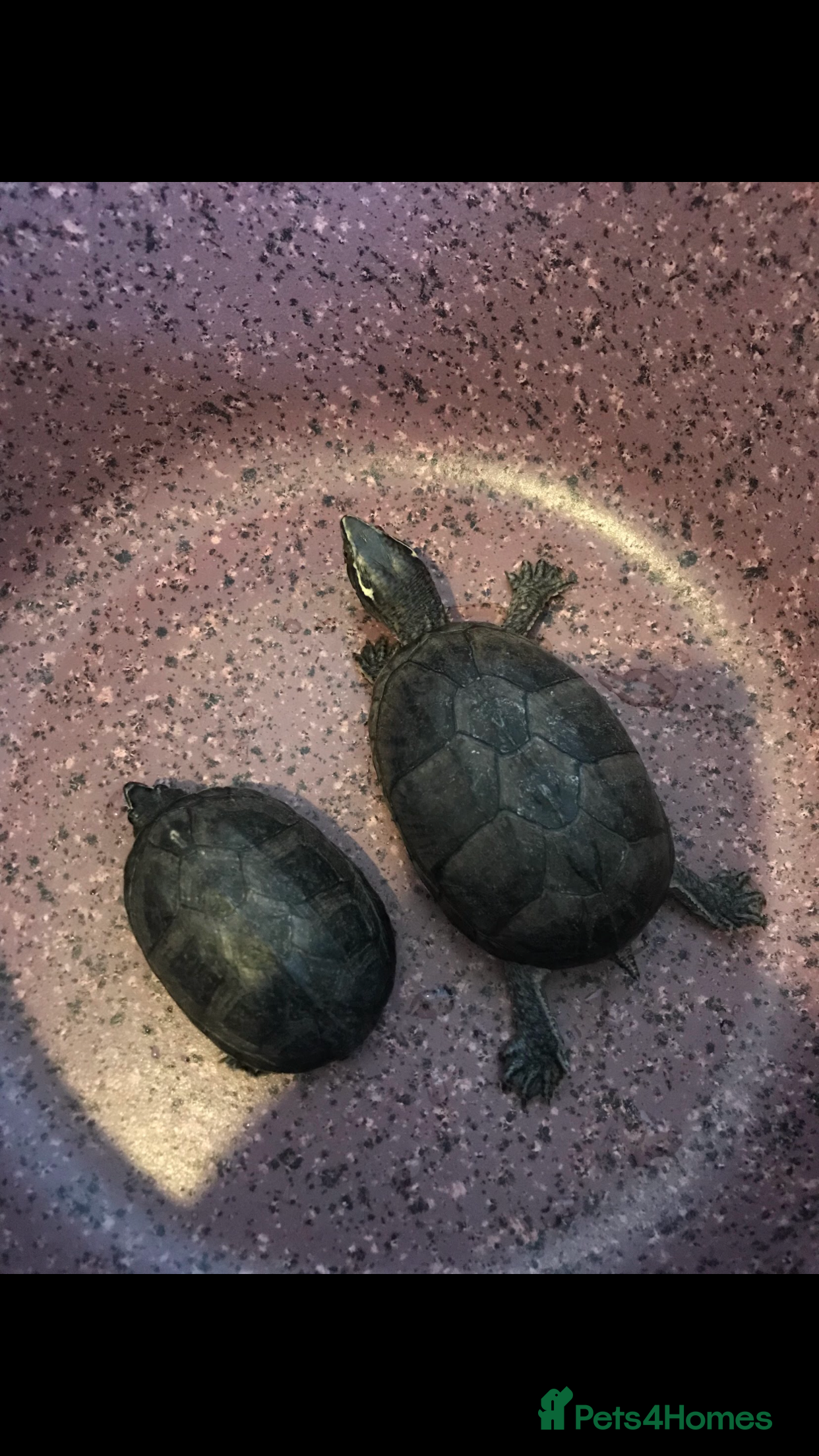 Turtle reptiles Two musk turtles - Advert 20