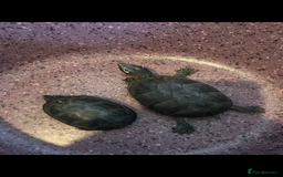 Turtle reptiles for sale: Two musk turtles - Image 1