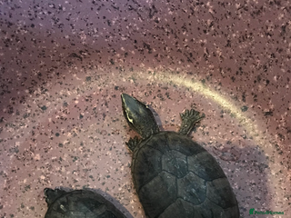 Turtle reptiles - Advert 12