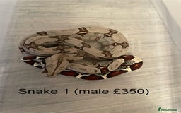 Boa Snake reptiles for sale: ✨ Stunning Red Tailed Suriname Boa’s (BCC) ✨ - Image 3