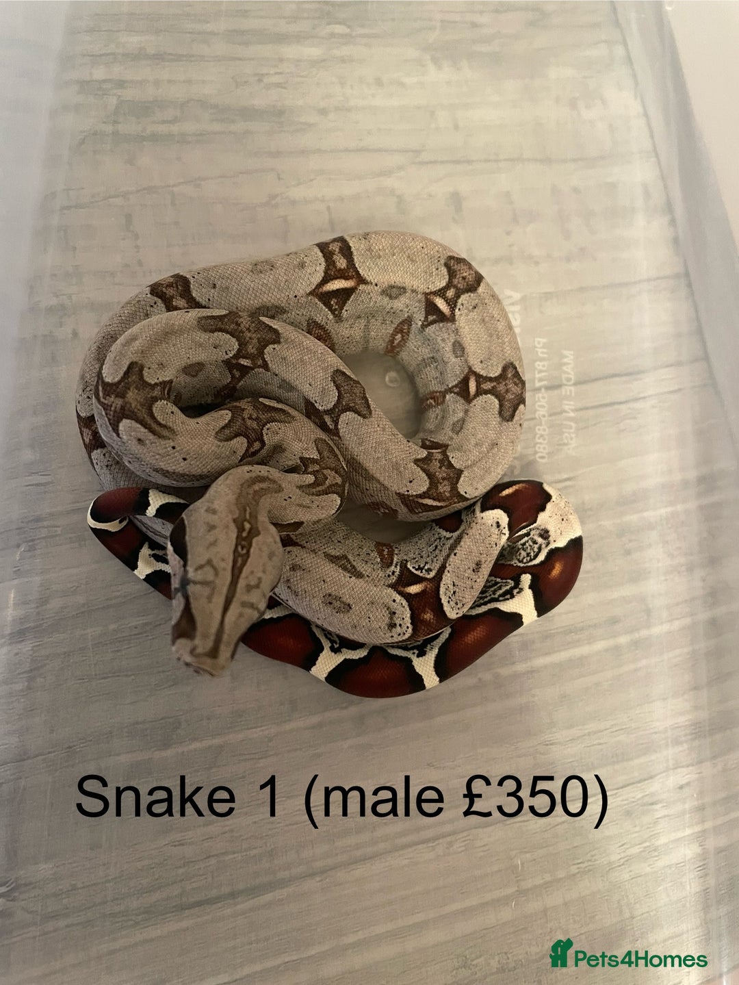 Boa Snake reptiles for sale: ✨ Stunning Red Tailed Suriname Boa’s (BCC) ✨ - Image 3
